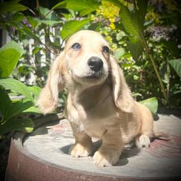 Dany's shaded cream hidden dapple boy - Cream male Dachshund puppy in Fletcher, North Carolina from Lion's Gate Dachshunds