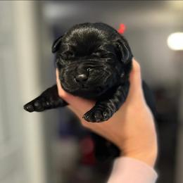 Boy 4 - male Labrador Retriever puppy in Texas from Raley Retrievers