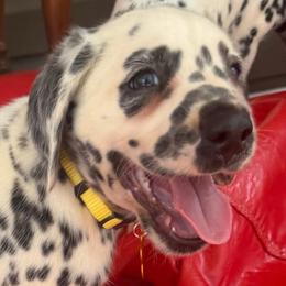 Citrine - White and black male Dalmatian puppy in Bremen, Georgia from Clark’s Dalmatians