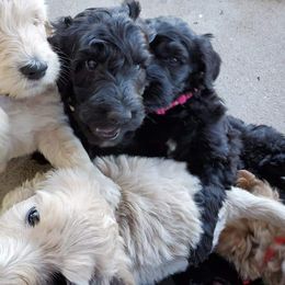 Labradoodle Puppies from Silver Acorn Doodles
