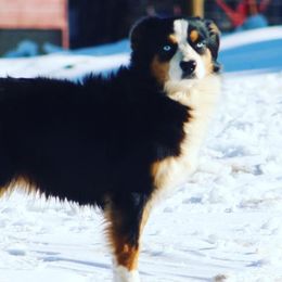 Australian Shepherds, Miniature American Shepherds, and Toy Australian Shepherds from Blue’s Family Aussies
