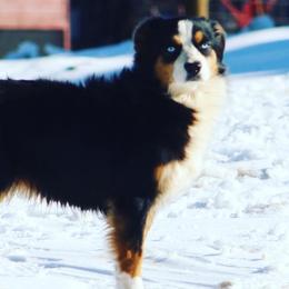Australian Shepherds, Miniature American Shepherds, and Toy Australian Shepherds from Blue’s Family Aussies