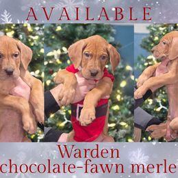 Warden - Merle male Great Dane puppy in Roseau, Minnesota from UNDAD'S KENNELS