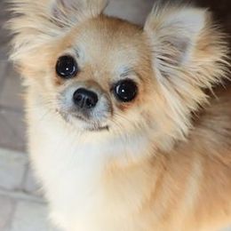 Chihuahuas from TJs Chihuahuas