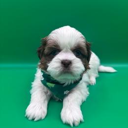 Sprout - Liver and white male Shih Tzu puppy in Avondale, Arizona from Riley Family Shih Tzus