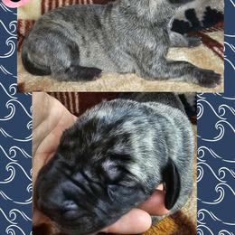 CINNAMON - Brindle female Great Dane puppy in Wellsville, New York from Prophecy Danes