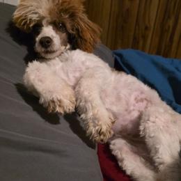 Tilly - Parti female Poodle puppy in Arkansas from Brew House