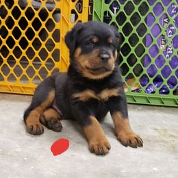  Puppies from SPOON RIVER ROTTWEILERS