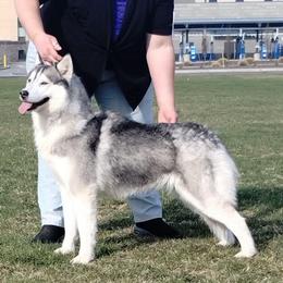 Anaya - Siberian Husky