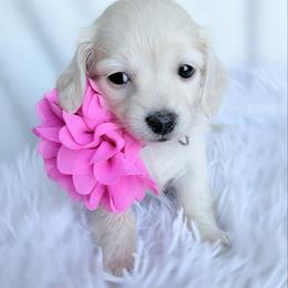 Zuna - Cream female Dachshund puppy in Richmond, Virginia from Irresistible Dachshunds & Cavaliers