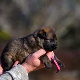Robin - Sable female German Shepherd puppy in Murrayville, Georgia from Vom Clark’s German Shepherds