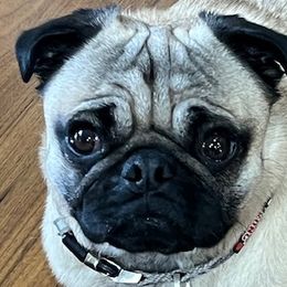 Pugs from Pug Happy