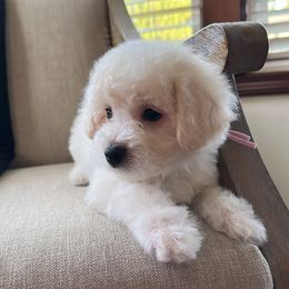Gemma - White female Bichon Frise puppy in Gresham, Oregon from Lyudmila Loves Puppies