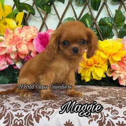 Maggie - Ruby female Cavalier King Charles Spaniel puppy in Hollywood, Florida from World Class Cavaliers