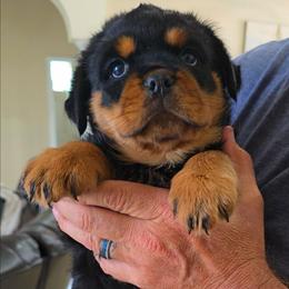 Roxy - Black and mahogany female Rottweiler puppy in Lake City, Florida from Haus Der Wut Kennels