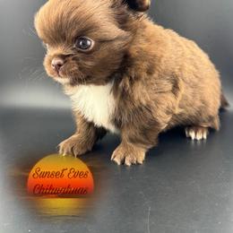 Stetson - Chocolate and white male Chihuahua puppy in Oakwood, Georgia from Sunset Eves Chihuahuas