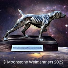 Weimaraners from Moonstone Weimaraners