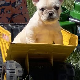 French Bulldog Puppies from The Midwest Frenchies