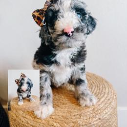 Rachel - Merle female Sheepadoodle puppy in Republic, Missouri from DOOD & Co
