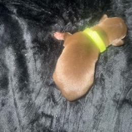 Green - Chocolate female Labrador Retriever puppy in Kinta, Oklahoma from Beaver Creek Kennels