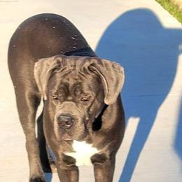 Cane Corso from Southern Sugar Cane Corso LLC