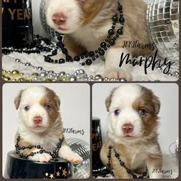 (3) Vixen, RMM - Red merle male Miniature American Shepherd puppy in Huntington, Texas from JKKJ Farms