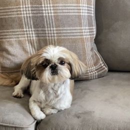 Baby Everest - Shih Tzu