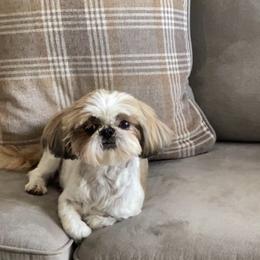 Baby Everest - Shih Tzu