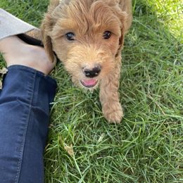 Goldendoodle Puppies from Virgin River Kennel