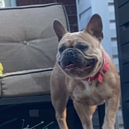 Rubi - French Bulldog