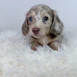 Soleia - Dapple female Dachshund puppy in Sonora, California from HEFFERNAN HOUNDS
