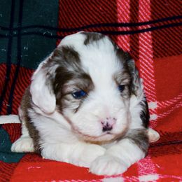 Aussiedoodles from FD 1234