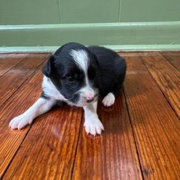 Rey - Black and white female Border Collie puppy in Winnsboro, Texas from Pecan Grove Pups