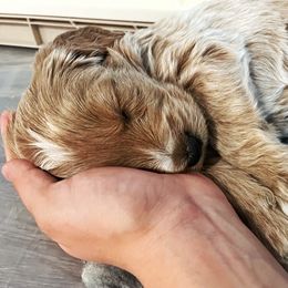 Goldendoodle Puppies from Loving Hearts Goldendoodles