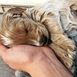 Goldendoodle Puppies from Loving Hearts Goldendoodles
