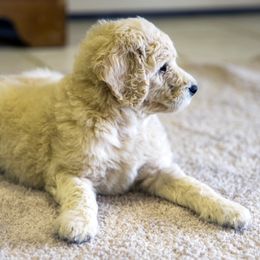 Poodle Puppies from Tamarack Poodles