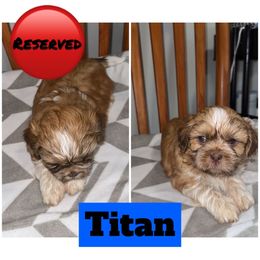 Titan - Brown and white male Shichon puppy in Mason City, Iowa from Nebula Nest