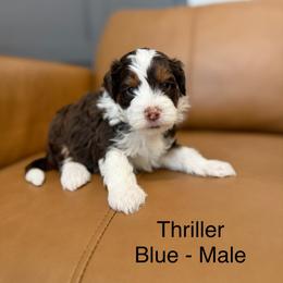 Light blue male - Red tri-color male Assorted Doodle Crosses puppy in Springville, Utah from JW Doodles