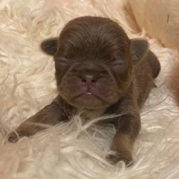 Joey - Silver male Pug puppy in Onalaska, Washington from Cupid’s Pugs