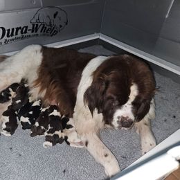 Girl 6 - White and black female Newfoundland puppy in Honey Grove, Pennsylvania from Heinrich Family Newfoundlands