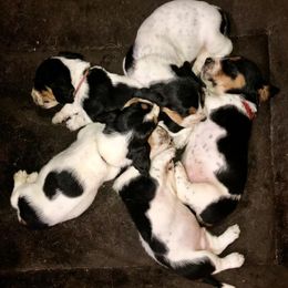 Basset Hound puppies from Magnolia Basset Hounds
