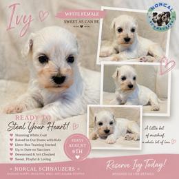 Ivy - White female Miniature Schnauzer puppy in Magalia, California from NorCal Schnauzers