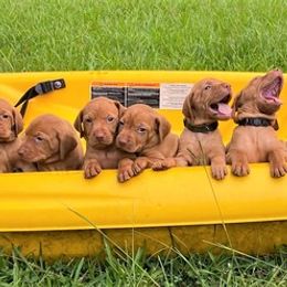 Vizslas from Matthew Bardwell's Vizslas