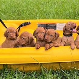 Vizslas from Matthew Bardwell's Vizslas