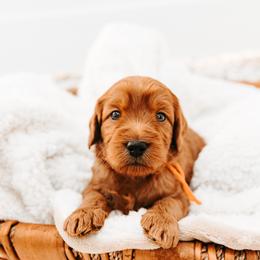Coral - Red male Australian Cobberdog puppy in Sarasota, Florida from Labe's Australian Cobberdogs