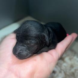 Girl 2 - Black female Poodle puppy in Calimesa, California from Teakwoodpoodleofsocal