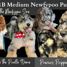 Newfoundland Puppies from KelleyDoodles