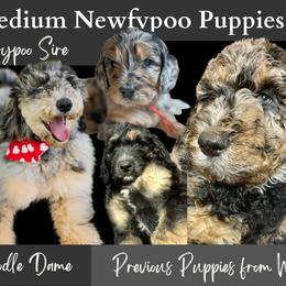 Newfoundland Puppies from KelleyDoodles