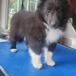Pixie - Black and white female Shetland Sheepdog puppy in Weedsport, New York from M&M Shelties and Smooch-A-Bulls English Bulldogs