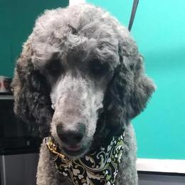 Poodles from Hidden Springs Poodles LLC